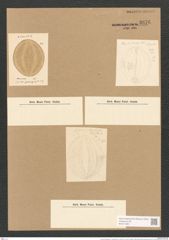 Cocconeis ambigua var. montereyi Grun. (de-Toni-Nr.: Genus 40, Species 1852) Zeichnungen Sammlung Grunow Nr. 3676 (NHMW-BOT-W0371294)